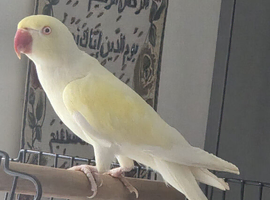 Stunning Female Yellow & White Ringneck - Breeding Age
