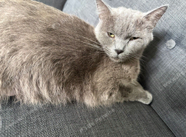 Yuna needs a forever home