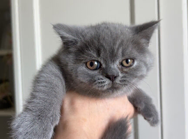 Stunning pedigree British shorthairs