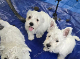 West-Highland-Terrier Puppy's