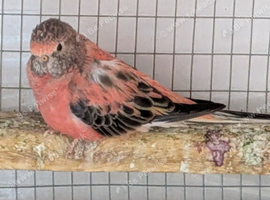 Two Rosa Bourkes and one Kakariki for new perch