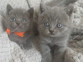 Beautiful British shorthair kittens