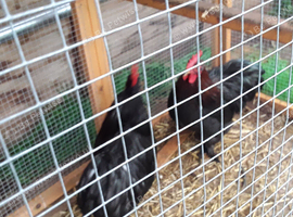 Pekin and Polish bantam cockerels for sale.