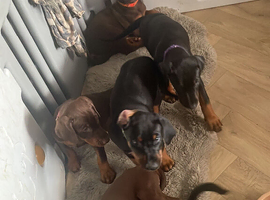 Brown and tan Doberman female ready now