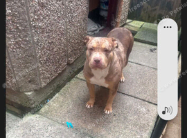 Saffy bull
