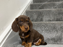 ONE BOY LEFTED dachshund puppy