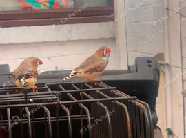 2 finches pair