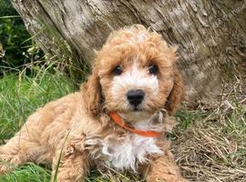 Cavachon x toy poodle puppies