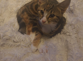 Female kitten