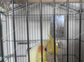 Lovely lutino cockatiel