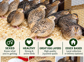 Japanese quails for sale