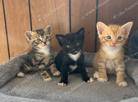 Kittens