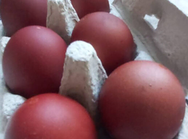 Welsumer lg fowl free range hatching eggs
