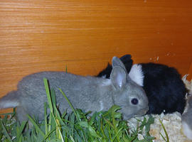 Gorgeous wee Lionhead/Dutch cross babies