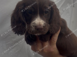 Working cocker spaniel pups for sale