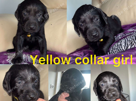 Chocolate/Yellow/Black KC Registered Labrador Retrievers
