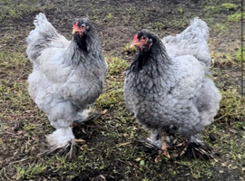 Blue/black Brahma hatching eggs