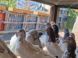 Pakstani pigeons