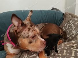 American bully