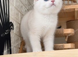 Four Little Snowflakes with Unreal Blue Eyes