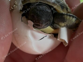 Hermanns Tortoise Hatchlings Ready Now.