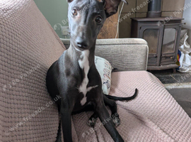 Black female whippet