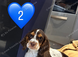 Cocker spaniel puppies