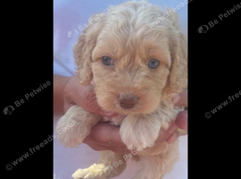 5 gorgeous cockapoo