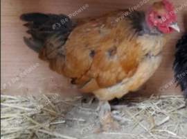 Necked neck bantam cockeler