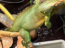 Chinese water dragon