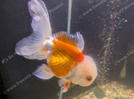 4 large pearlscale fish