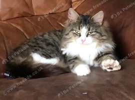 3 year old Norweigen Forest Cat x Ragdoll