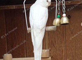Stunning hen albino 4.5 months old