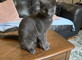 Grey boy 6 months