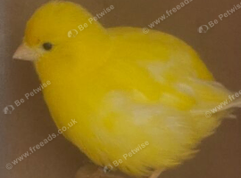 Canary&rsquo;s