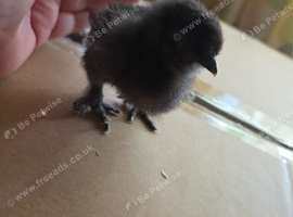 2 week old silkie chicks