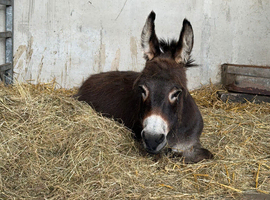 Miniature Mediterranean donkey jenny