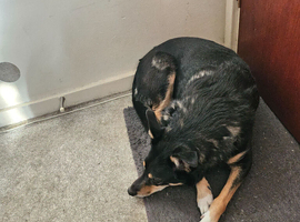 Selling my austrailian kelpe