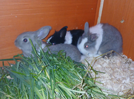 Gorgeous wee Lionhead/Dutch cross babies