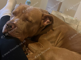 Male mastiff x American staffy