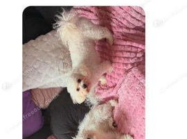 Adorable bichon frise puppies