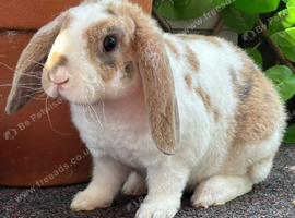 Young Mini Plush Lops available. Hypoallergenic fur.