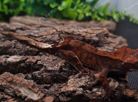 Cappuccino Crested Gecko's