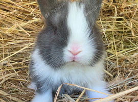 Baby Blue and white Lionhead Doe