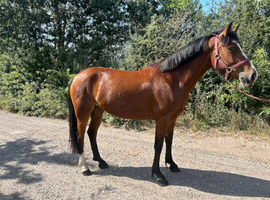 Reg Connemara 3 year old mare