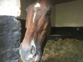 Very quite French ex race horse