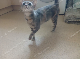 1 year and 1 month old tabby girl