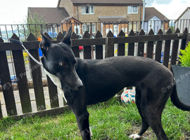 24tts Collie bull grey bitch