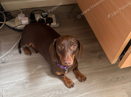 Female dachshund