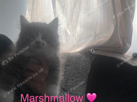 Maincoon x British short hair 1 girl 2 boys